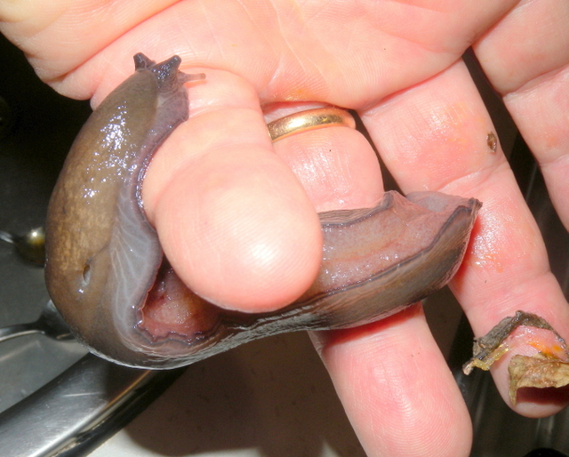 Limax corsicus gruppo da Visso (Mti. Sibillini)